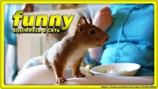 🔴 WiLD BREAKFAST WiTH SQUiRREL FAMiLY • RUSSiA - BABY SQUiRRELs - EiCHHÖRNCHEN - белочка - CATs