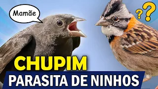 CHUPIM o pássaro PARASITA de NINHOS | Aves que botam ovos nos ninhos de outras espécies