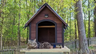 DIY Elevated Feline Feeding Station - RaccoonProof and OpossumProof - Angela Pearl's Critter Village