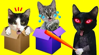 Jugando a las escondidas en cajas de cartón pero en Halloween / Videos de gatitos Luna y Estrella