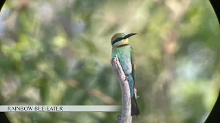 Birdwatching tour of Kakadu, Australia with an expert