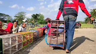 this is how to train racing pigeons in Indonesia.