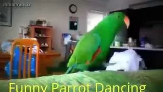 Funny birds 2015