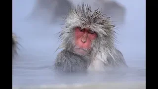 Japanese snow monkeys ニホンザル relaxing and meditating in hot spring