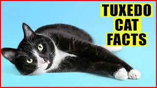 15 Surprising Facts About Tuxedo Cats (Black and White Cats)