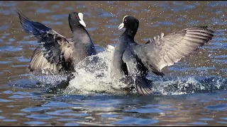 Coots Fighting Over Territory!