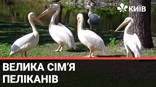 Пелікани Київського зоопарку