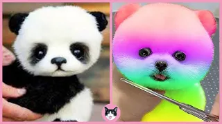Funny and Cute Pomeranian - CUTE ANIMAL VIDEOS #90 😍 Sugar Pet #Shorts