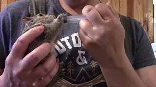 How to feed 4-5 week old Squirrels | New critters on The Homestead | Meet the 3 Squirrely Stooges