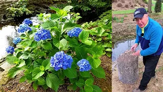 Why Isn't My Hydrangea Blooming 🙁🤔// What Can Be Done About It? 👍💚😉😁