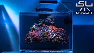 FLOATING REEF WITH WONDERFUL ZOA GARDEN - LIT WITH SKYLIGHT HYPERBAR RXS.