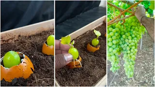 How To Grow Grapes From Grape Fruit in Eggs Using Aloe vera | How To Plant Grapes