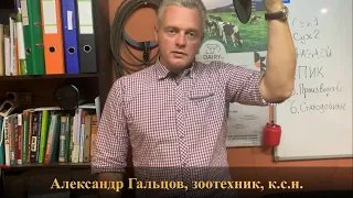 Кормление коров по фазам лактации. Обзор практика. Александр Гальцов