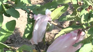 Cultivo de guayaba y tencnicas de desarrollo de la fruta PARTE 1