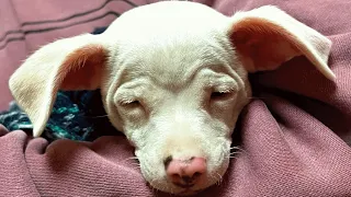 Couple brings home a blind pup. Then came the surprise.