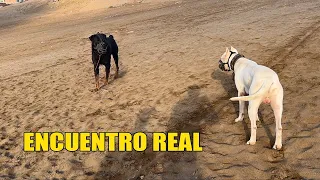 DOGO ARGENTINO Encuentro con ROTTWEILER 🐶😲