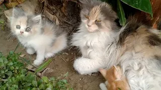 Nursing Mom Cat Feeding Orphan Kitten More Than Her Own Kittens