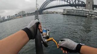 GETTING SMOKED BY KINGFISH IN SYDNEY HARBOUR!!!
