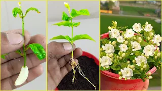 Easy Way To Grow Mogra Jasmine From Cuttings 100 % Rooting Result | Mogra Jasmine