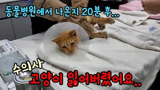 동물병원에서 입원시킨 고양이를 잃어버렸어요[고양이탐정]How to find a lost cat