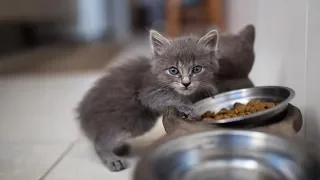 Коты просят кушать