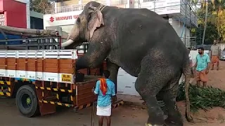 How an elephant is transported in lorry| Amazing Videos