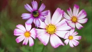 How to Grow Cosmos from Seeds