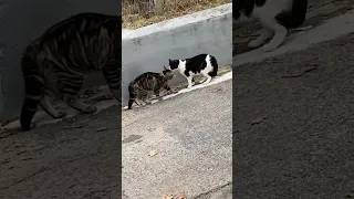 Street Cat Fight
