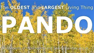 The Largest and Oldest Living Thing in the World: PANDO the Quaking Aspen