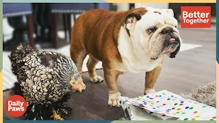 He's an English Bulldog; She's a Chicken, and Together, They're BFF | Better Together | Daily Paws