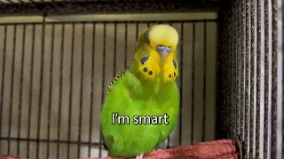 Talking & Sweet Sounds - Boba the Budgie - Talking Parakeet