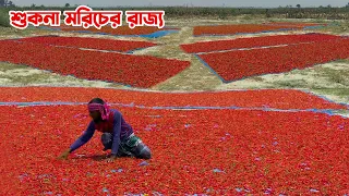 শুকনা মরিচের রাজ্য গাইবান্ধার ফুলছড়িতে || Panorama Documentary