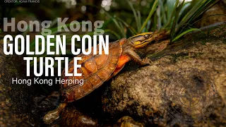 Golden Coin Turtle