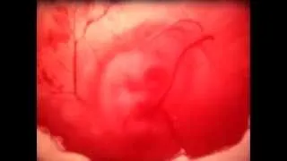 Оплодотворение и эмбриональное развитие на примере лягушки и утёнка