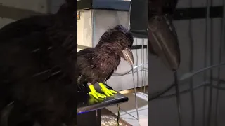 Animatronic Raven