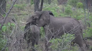 Охота на Слона в Зимбабве 2021 г.