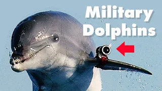 Russia's Military Dolphins