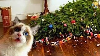 New Funny Animals 😂 Funniest Cats and Dogs Videos 😺🐶 PART 59