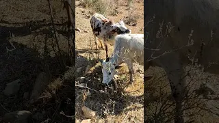 little bull and little cow love 💕😘😍 bull and cow mete shorts🥰😍