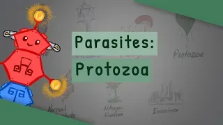 Parasites: Protozoa (classification, structure, life cycle)