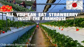 Unlimited Eating strawberry in Japan| picking and eating inside the farmhouse