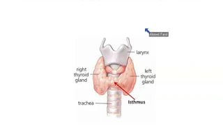 Anatomy of Thyroid and Parathyroid Glands - Dr. Ahmed Farid