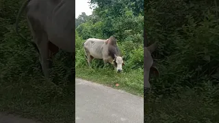 all relaxing my village views with  beautiful animals within two minutes