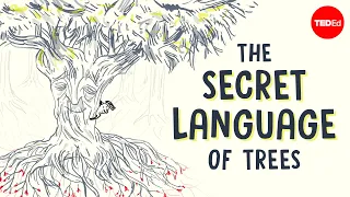 The secret language of trees - Camille Defrenne and Suzanne Simard