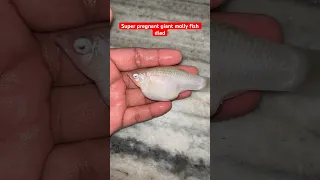 Super pregnant giant molly fish died please tell me the reason 😞🥺 #subscribe #fish #mollyfish