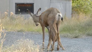 P1220431 Mule deer fawn nursing 8-21-2018