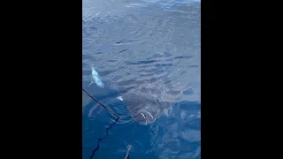 Giant halibut fishing in Norway