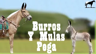 Pega "Burros Y Mulas" (Orejones De Brasil)🐴-Del Cerro Soy