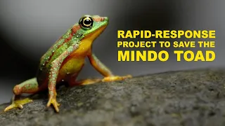 Rapid-response project to save the Mindo Harlequin Toad