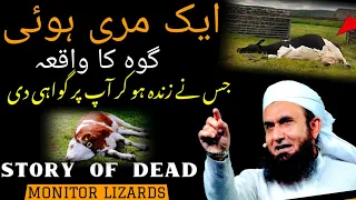 Story of Dead Monitor lizards || Goh Ka Waqia || Molana Tariq Jameel @HiTechIslamic #viral